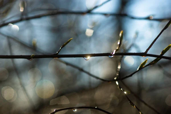 Sol Reflekteras Droppe Vatten Gren Träd Efter Regn Början Våren — Stockfoto