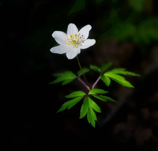 Nahaufnahme Von Anemone Nemorosa Bei Sonnenschein Auf Dunklem Hintergrund — Stockfoto