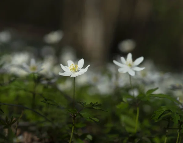 Anemone Nemorosa Bosque Escandinavo Salvaje — Foto de Stock