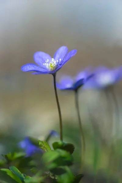 Közelkép Kék Anemone Anemone Hepatica Vagy Hepatica Nobilis Természetes Környezetben — Stock Fotó