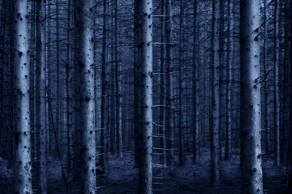 青い夜の光の中で不気味な暗いモノクロの森 — ストック写真
