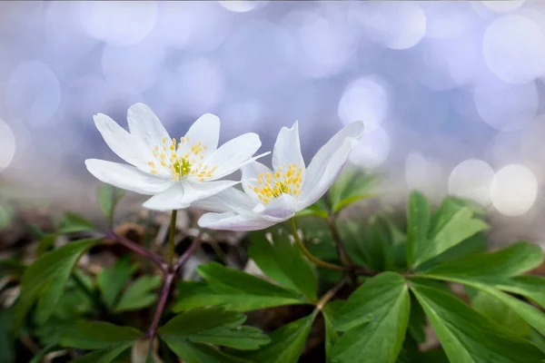 Zwei Weiße Anemonenblüten Auf Hellblauem Oder Violettem Hintergrund — Stockfoto