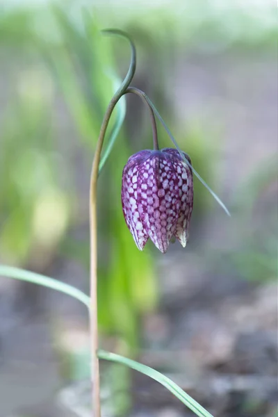 Närbild Schackblomma Med Effekt — Stockfoto