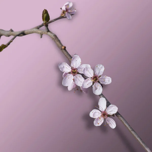 樱桃在早春开花 背景是粉红色的 有大约3D种幻影 — 图库照片