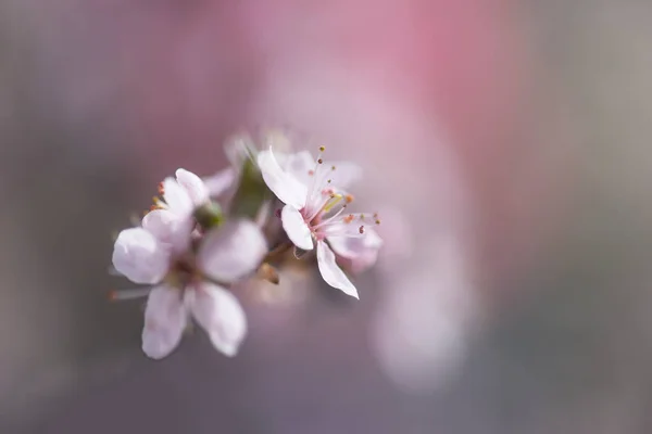 Zamknij Kwiat Wiśni Lekkim Efektem Różowym Gładkim Tle Mnóstwo Miejsca — Zdjęcie stockowe