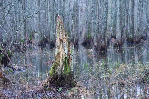 Shnilý Pařez Stromu Houbami Zaplaveném Lese — Stock fotografie