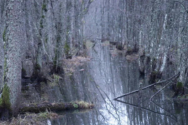 小河水倒映在光秃秃的树木上的令人沮丧的照片 — 图库照片