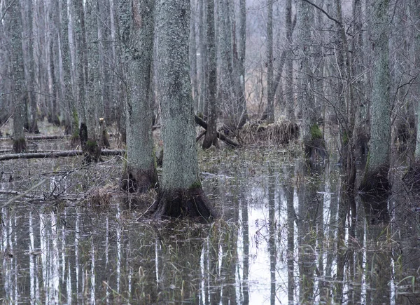Zaplavený Les Odrazem Holých Kmenů Stromů Vodě — Stock fotografie