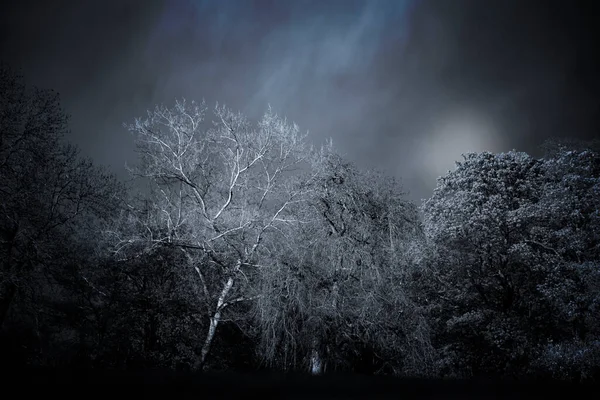 Strašidelný Černobílý Tmavý Les Náladovou Oblohou Zamlženým Měsícem Stupních Šedi — Stock fotografie