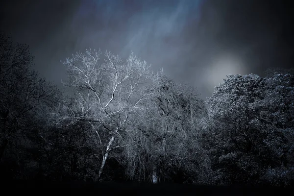 Foresta Scura Monocromatica Raccapricciante Con Cielo Lunare Luna Nebbiosa Scala — Foto Stock