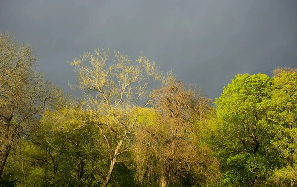 Vackra Träd Vårsolen Mörkblå Lynnig Himmel — Stockfoto