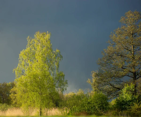 Vakkert Ungt Bjørketre Vårsolskinn Mørkeblå Humørhimmel – stockfoto