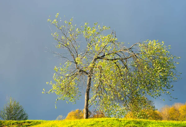 Küçük Kuş Kiraz Ağacı Tomurcukları Çiçekleri Hüzünlü Mavi Gökyüzünde Parlak — Stok fotoğraf