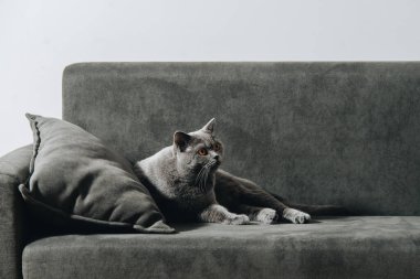 İngiliz Shortair Cat, turuncu gözlü mavi-gri renkli. Karanlık kanepede uzanıp arkana bakıyorsun..