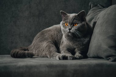 İngiliz Shortair Cat, turuncu gözlü mavi-gri renkli. Karanlık kanepede uzanıp arkana bakıyorsun..