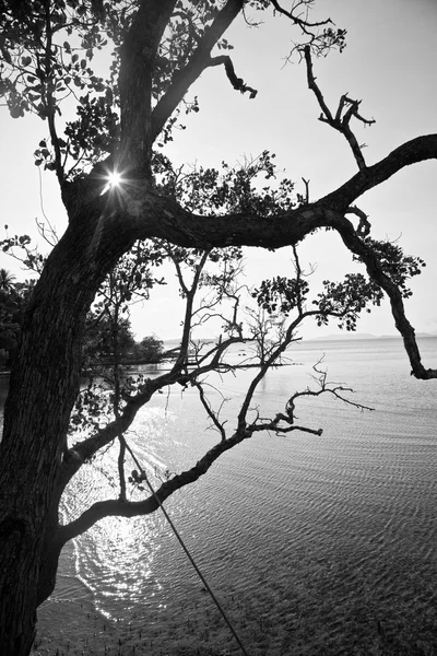 Cuadro blanco y negro de la naturaleza — Foto de Stock