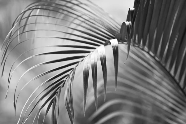 Monochrome palm leaf — Stock Photo, Image