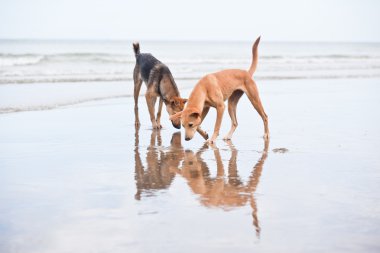 Sahilde iki köpek