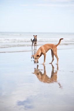 Sahilde iki köpek