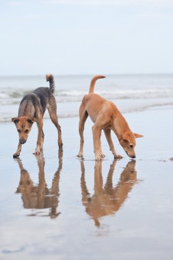 Sahilde iki köpek