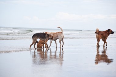 Grup köpek sahilde