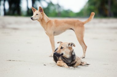 Sahilde iki köpek