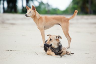Two dogs on the beach clipart