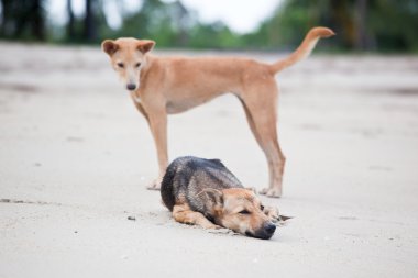 Sahilde iki köpek