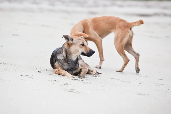 Two dogs on the beach — Stock Photo, Image