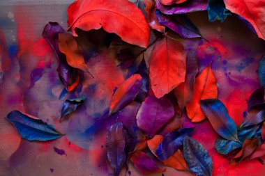 parlak renkli yaprakları