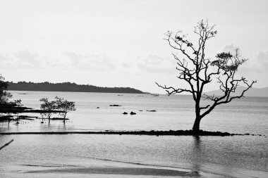 dramatik ağaç alüvyon üzerinde gelişen