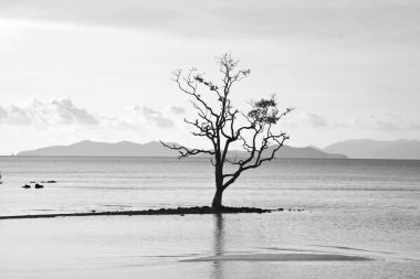 dramatik ağaç alüvyon üzerinde gelişen