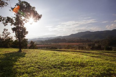 Singha Park kırsalında Chiang Rai, Tayland 