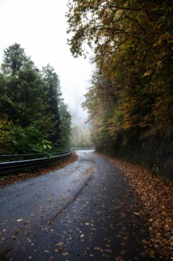 Ormandaki güzel yol