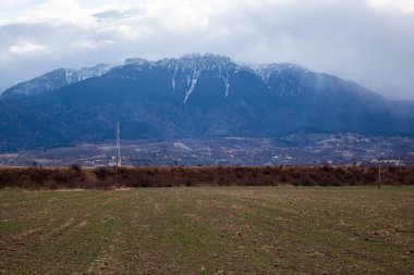 Mavi gökyüzü yeşil tarlanın üzerinde