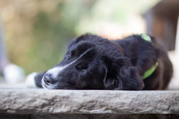 Funny Black Dog Lying Grass — Stock Photo, Image