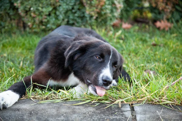 Funny Black Dog Lying Grass — Stock Photo, Image