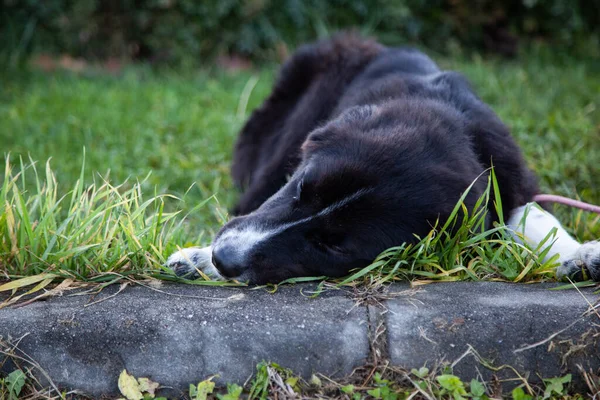 Funny Black Dog Lying Grass — Stock Photo, Image