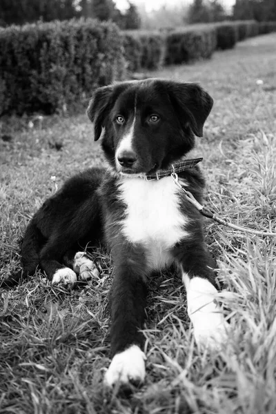 Смешная Чёрная Собака Лежит Траве — стоковое фото