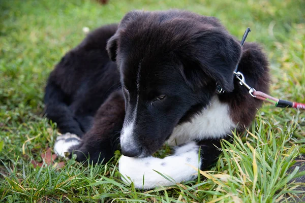 Funny Black Dog Lying Grass — Stock Photo, Image