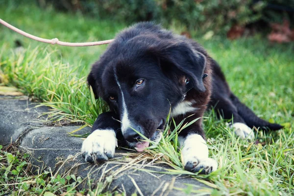 Смешная Чёрная Собака Лежит Траве — стоковое фото