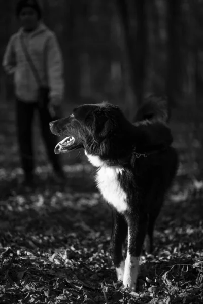 Girl Walking Dog Forest — Stock Photo, Image