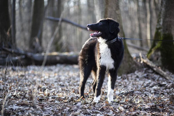 Engraçado Cão Preto Deitado Andando Floresta — Fotografia de Stock