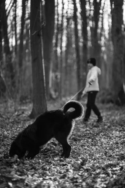 Flicka Promenader Med Hund Skogen — Stockfoto