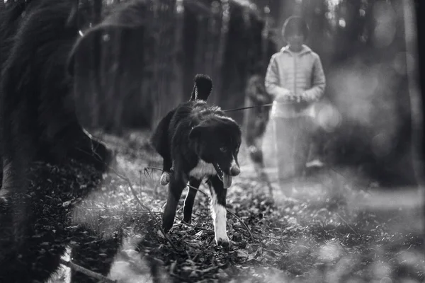 Ragazza Che Cammina Con Cane Nella Foresta — Foto Stock