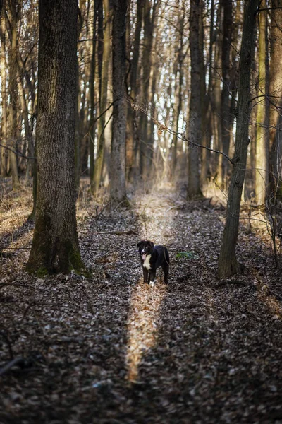滑稽的黑狗躺在森林里散步 — 图库照片