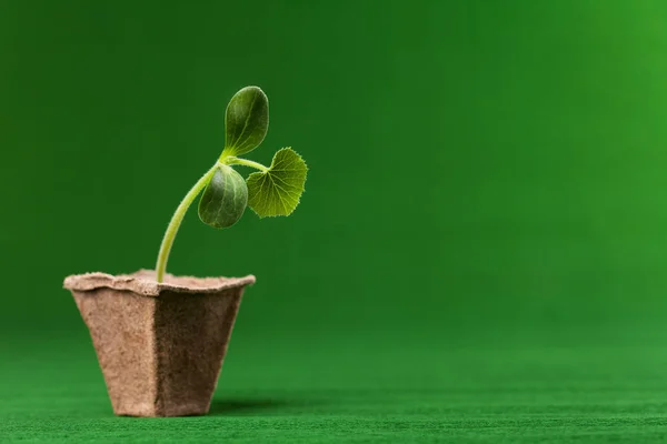 Een kleine spruit van pompoen in een pot van turf op een groene achtergrond. Stockfoto