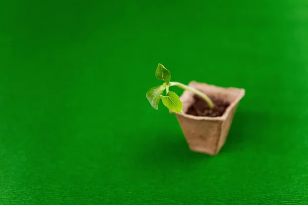 Een kleine spruit van pompoen in een pot van turf op een groene achtergrond. Stockafbeelding