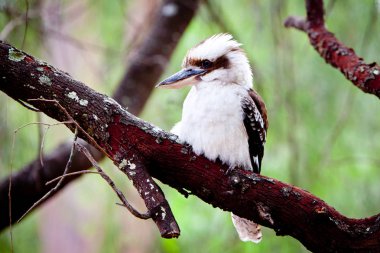 Bir ağaç - Avustralya yerli kuş Juvenil ahmak