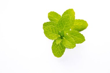 Beyaz arka plan üzerinde taze nane fışkın